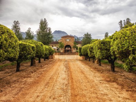 Weinberg mit Bauernhaus im holländischen Kolonialstil in Südafrikas Weingebiet