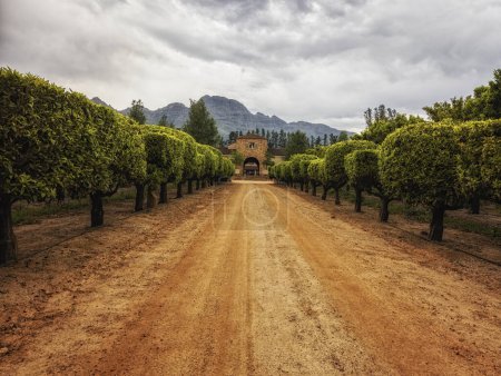 Téléchargez les photos : Vignoble avec maison de ferme de style colonial hollandais dans la région viticole d'Afrique du Sud - en image libre de droit