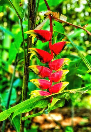 Foto de Heliconia rostrata Granada Indias Occidentales en la Reserva Forestal Grand Etang Granada - Imagen libre de derechos