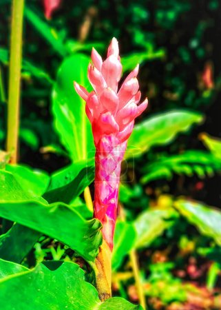 Foto de Pink Ginger Lily florece en Granada, Reserva Forestal Etang - Imagen libre de derechos