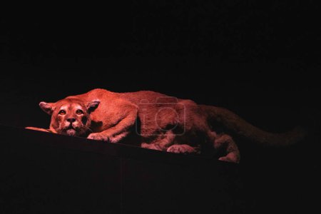 Téléchargez les photos : Lionne sur fond noir avec éclairage rouge. portrait. Taxidermie animale Isolé - en image libre de droit