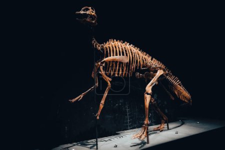 Photo for A skeleton of a dinosaur in the Naturalis Biodiversity Center in Leiden. Founded in 1820 the museum has a collection of almost 40 million objects - Royalty Free Image