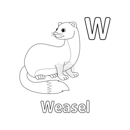 Illustration for This ABC vector image shows a Weasel Animal coloring page. It is isolated on a white background. Perfect for children and elementary school students to learn the alphabet and all its letters. - Royalty Free Image