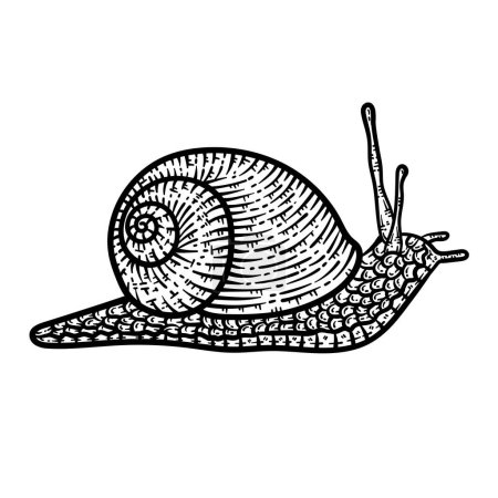 Illustration for A cute and beautiful coloring page of a Snail. Provides hours of coloring fun for adults. - Royalty Free Image