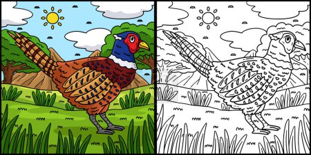 Illustration for This coloring page shows a Common Pheasant Bird. One side of this illustration is colored and serves as an inspiration for children. - Royalty Free Image