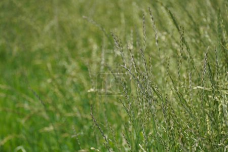 Photo for Lolium perenne or perennial ryegrass, closeup - Royalty Free Image