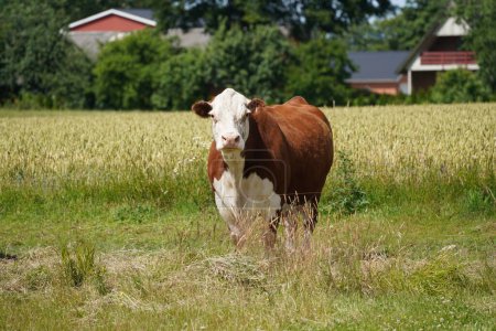 Photo for Bos primigenius or Cow in grass field. - Royalty Free Image