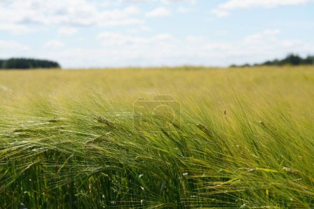 Photo for Bread Wheat or Triticum aestivum also known as spelt - Royalty Free Image