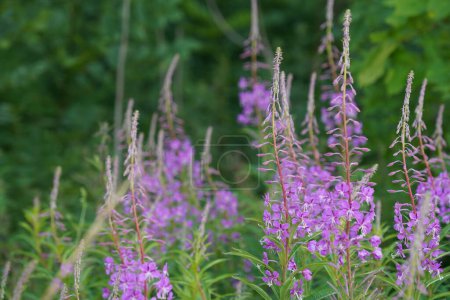 Foto de Flores púrpuras sobre un fondo de vegetación. Flores silvestres en prado verde - Imagen libre de derechos