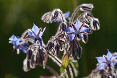 Photo for Common borage or Borago officinalis also known as Cover Crop, Beebread, Tailwort - Royalty Free Image