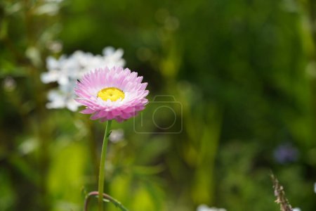 Photo for Strawflowers or Xerochrysum bracteatum also known as Everlasting flowers, Paper daisies. - Royalty Free Image