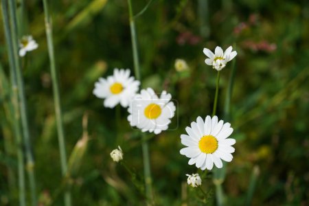 Oxeye daisies or Leucanthemum vulgare also known as Moon daisies, Marguerite