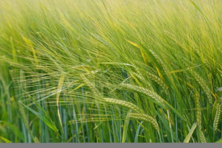 Photo for Wall barley or Hordeum murinum also known as Foxtail - Royalty Free Image