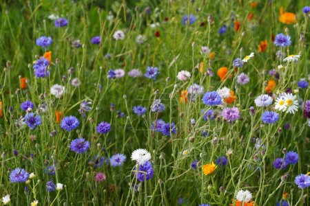 Téléchargez les photos : Belles fleurs colorées sur le terrain - en image libre de droit