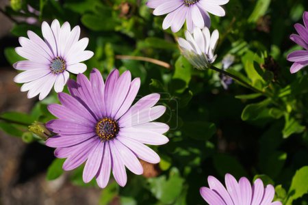 Photo for Osteospermum ecklonis, commonly known as cape marguerite - Royalty Free Image
