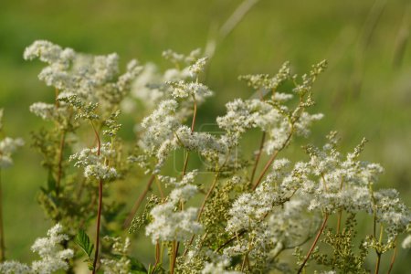 Photo for Meadowsweet or Filipendula ulmaria also known as Bridewort, Pride of the meadow, Honey-sweet - Royalty Free Image