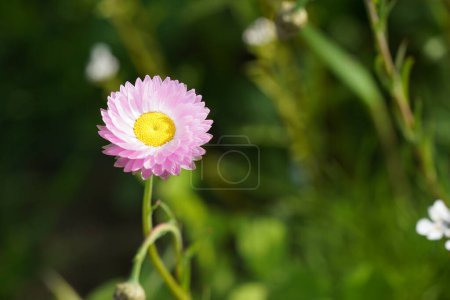 Téléchargez les photos : Fleurs de paille ou Xerochrysum bracteatum également connu sous le nom de fleurs éternelles, marguerites de papier. - en image libre de droit