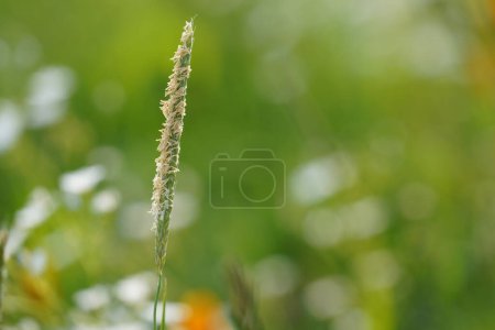 Téléchargez les photos : Herbe verte dans la prairie - en image libre de droit
