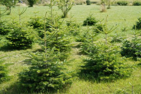 Photo for Abies nordmanniana or Caucasian fir - Royalty Free Image