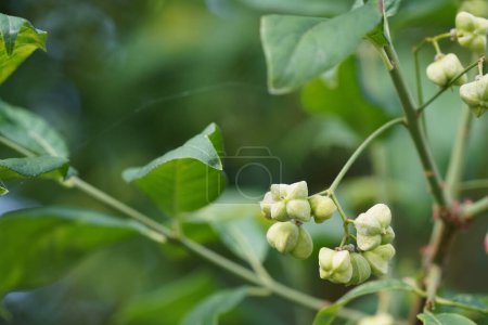 Photo for European spindletree or Euonymus europaeus also known as Common spindletree, Spindleberry - Royalty Free Image