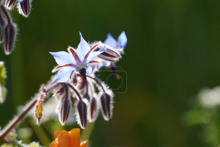 Foto de Borraja común o Borago officinalis también conocido como cultivo de cubierta, Beebread, Tailwort - Imagen libre de derechos
