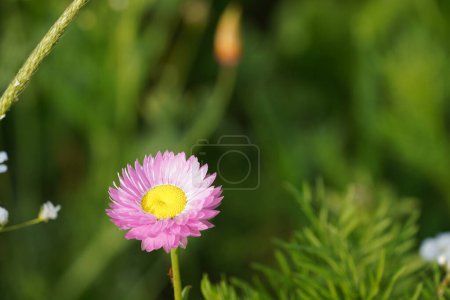 Photo for Strawflowers or Xerochrysum bracteatum also known as Everlasting flowers, Paper daisies. - Royalty Free Image