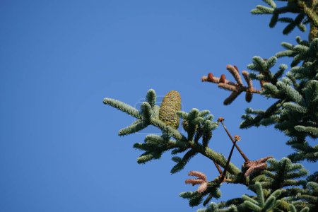 Foto de Conos de abeto sobre ramas verdes sobre fondo azul del cielo - Imagen libre de derechos