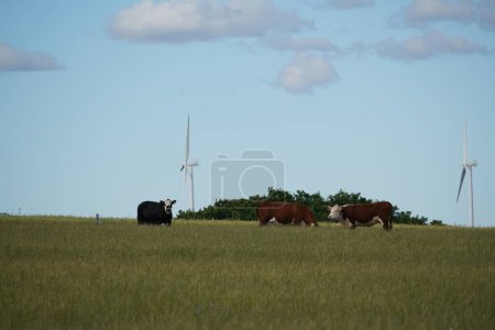 Photo for Bos primigenius or Cows in the grass field - Royalty Free Image
