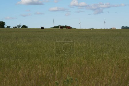 Photo for Bos primigenius or Cows in the grass field - Royalty Free Image