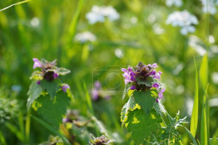 Foto de Primer plano de hermosas flores en el prado - Imagen libre de derechos