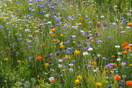 Foto de Hermosas flores de colores en el campo - Imagen libre de derechos