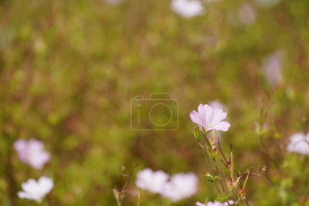 Foto de Catharanthus roseus blanco, comúnmente conocido como el periwinkle de Madagascar - Imagen libre de derechos