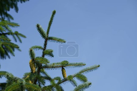 Téléchargez les photos : Abies nordmanniana ou sapin caucasien avec cônes - en image libre de droit