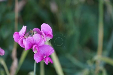 Foto de Phalaenopsis conocido comúnmente como orquídeas de la polilla, hu die lan shu - Imagen libre de derechos