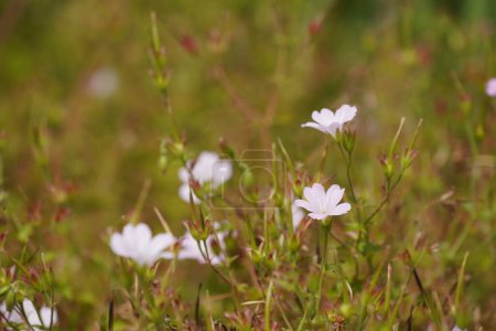 Foto de Catharanthus roseus blanco, comúnmente conocido como el periwinkle de Madagascar - Imagen libre de derechos