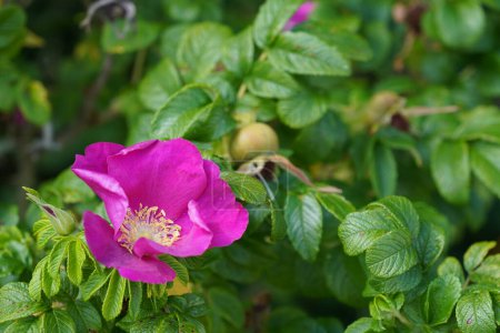 Photo for Rugosa rose or Beach, Letchberry - Royalty Free Image