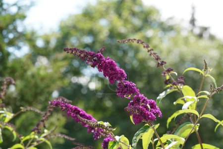 Foto de Buddleja davidii, comúnmente conocido como arbusto mariposa - Imagen libre de derechos