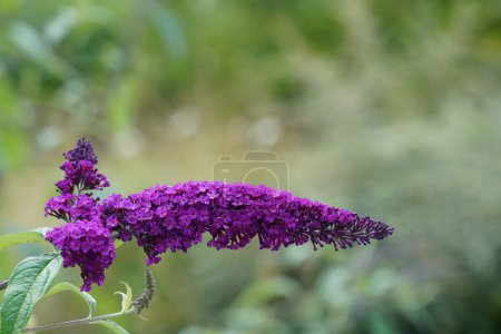 Foto de Buddleja davidii, comúnmente conocido como arbusto mariposa - Imagen libre de derechos