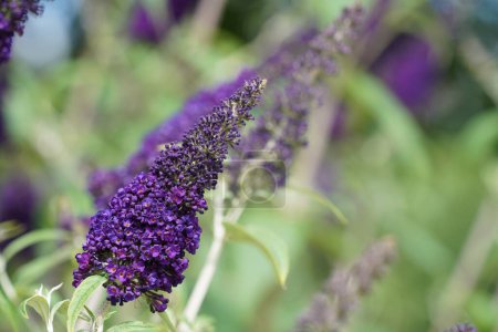 Photo for Buddleja davidii, commonly known as butterfly bush - Royalty Free Image