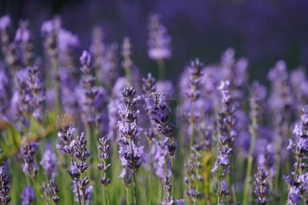 Photo for English lavender or Lavandula angustifolia - Royalty Free Image