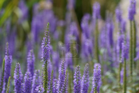 Photo for Common lavender or Lavandula angustifolia - Royalty Free Image