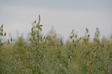Photo for The oats or Avena sativa field at daytime - Royalty Free Image