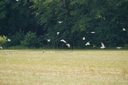 Photo for Pigeons flying above green meadow - Royalty Free Image