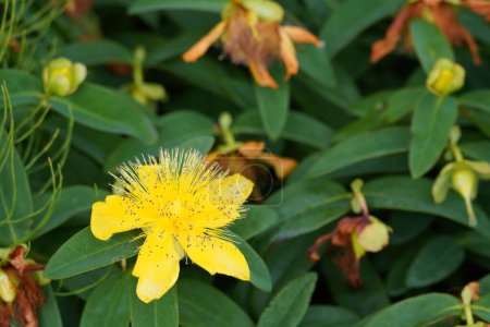 Photo for The creeping St. John's wort or Hypericum calycinum - Royalty Free Image