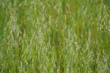 Photo for The oat grass or Avena sativa - Royalty Free Image