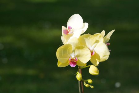 Foto de Phalaenopsis conocido comúnmente como orquídeas de la polilla, hu die lan shu - Imagen libre de derechos