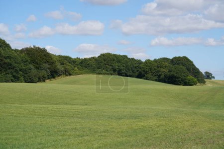 Foto de Hermosos campos de hierba con cielo azul y nubes blancas. - Imagen libre de derechos