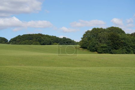 Photo for Beautiful grass fields with blue sky and white clouds. - Royalty Free Image