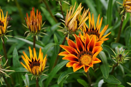 Foto de Vista cercana de unas hermosas flores en un jardín - Imagen libre de derechos