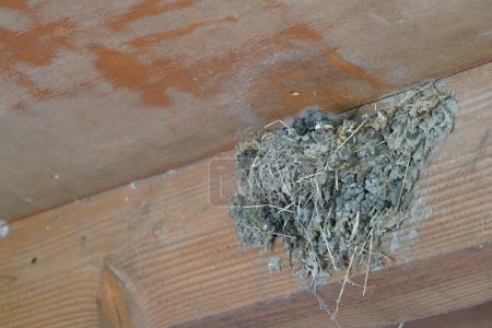 Photo for Bird nest under ceiling, close up view - Royalty Free Image